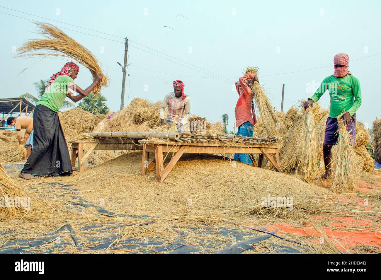 Il metodo di trebbiatura del paddy mostrato in questa figura è laborioso e vecchio. Questo metodo di trebbiatura del riso richiede molta più gente e richiede più tempo Foto Stock