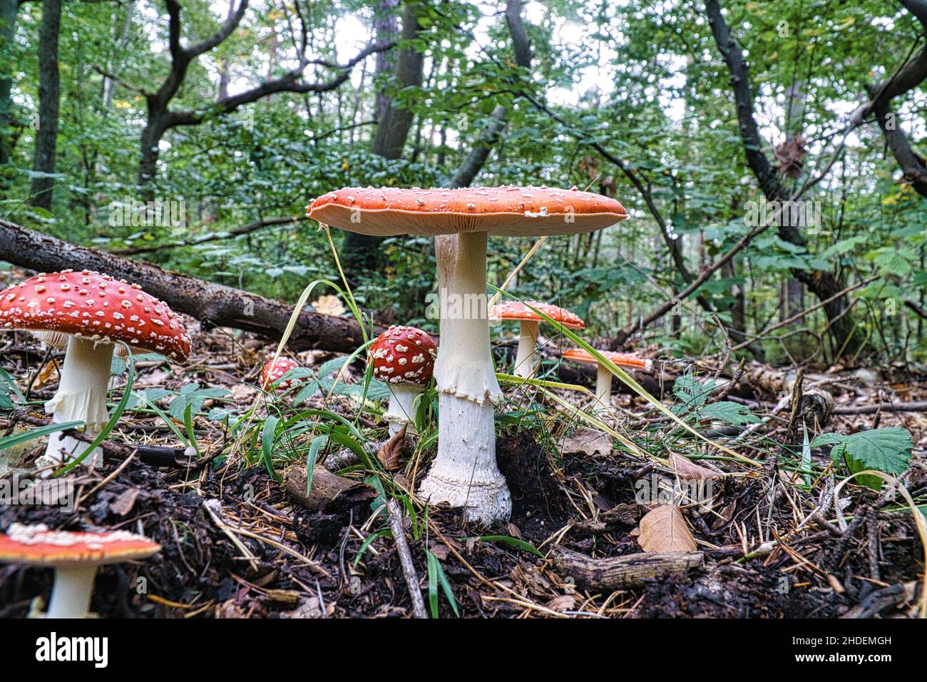 Un gruppo di toadsgabelli in una foresta decidua sul Darss. I funghi rossi velenosi sono spesso visti in gruppi Foto Stock