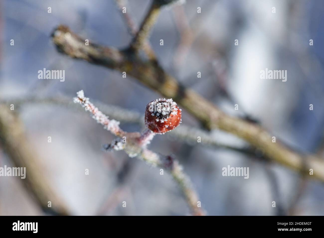 I cristalli di ghiaccio si formavano su una rosa di rose e puntavano in tutte le direzioni. Si formarono forme strutturali e bizzarre. Foto d'inverno da Brandeburgo Foto Stock