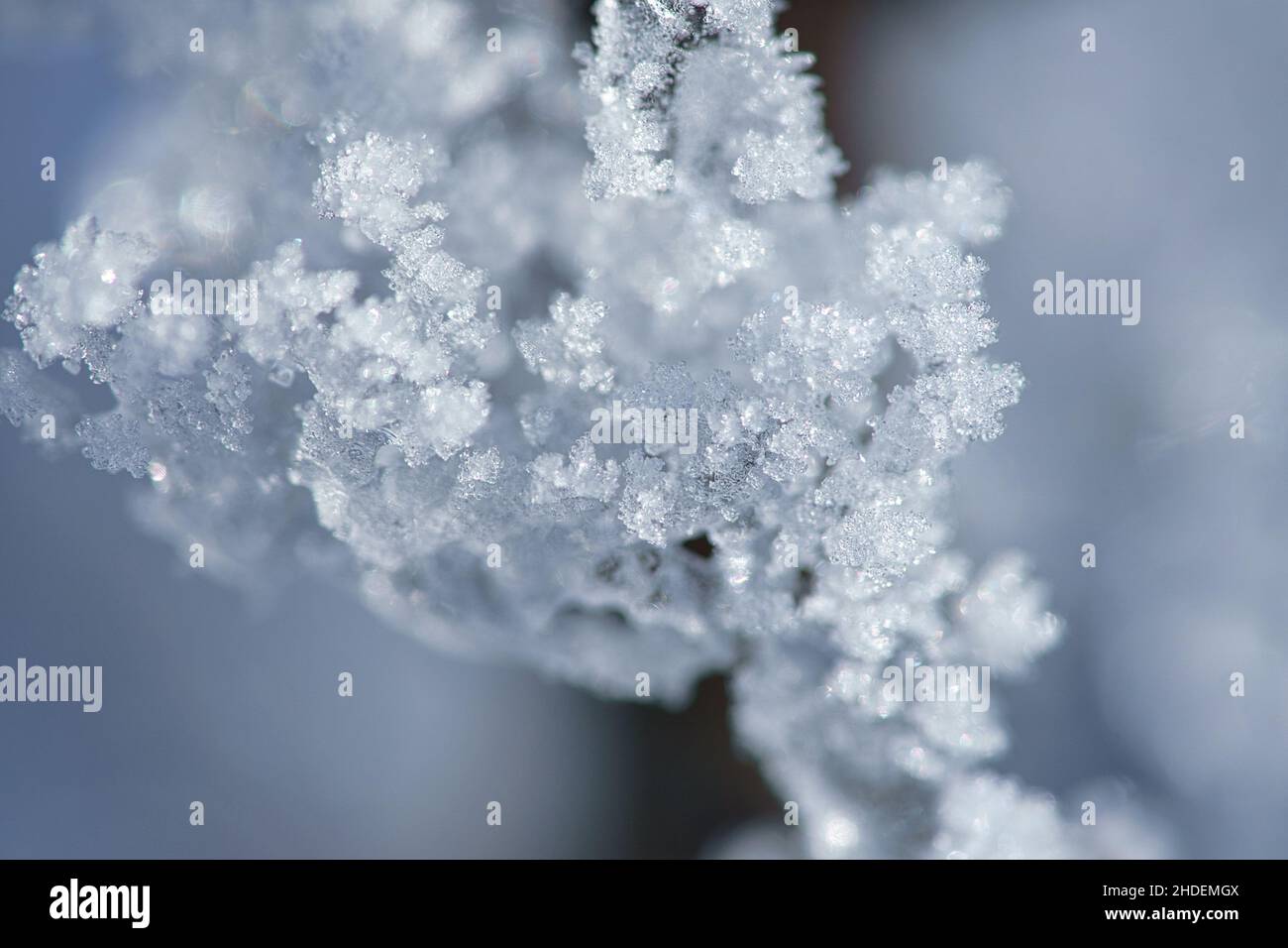 I cristalli di ghiaccio si sono formati su un ramo e puntano in tutte le direzioni. Si formarono forme strutturali e bizzarre. Foto d'inverno da Brandeburgo Foto Stock