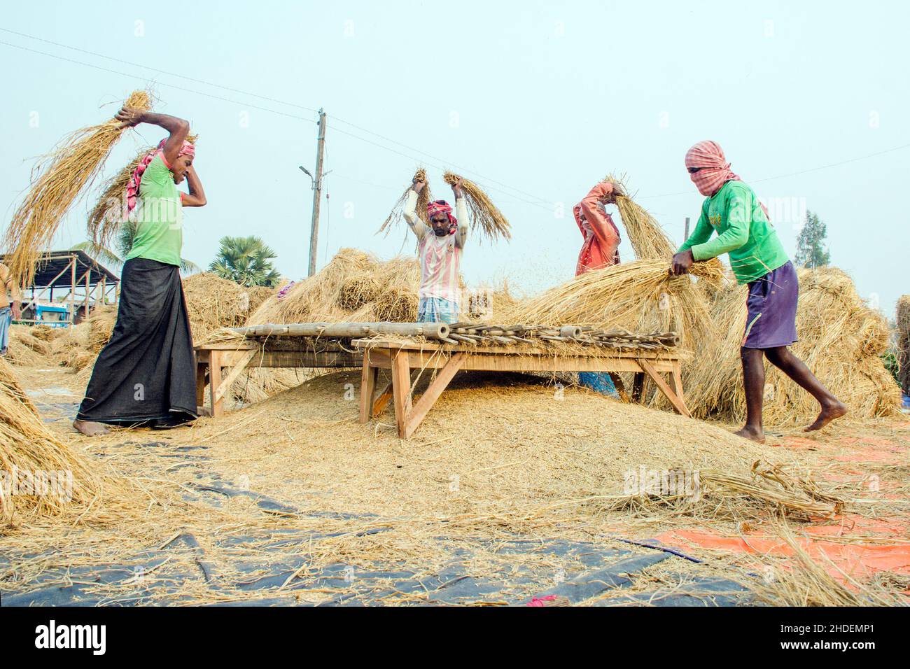 Il metodo di trebbiatura del paddy mostrato in questa figura è laborioso e vecchio. Questo metodo di trebbiatura del riso richiede molta più gente e richiede più tempo Foto Stock