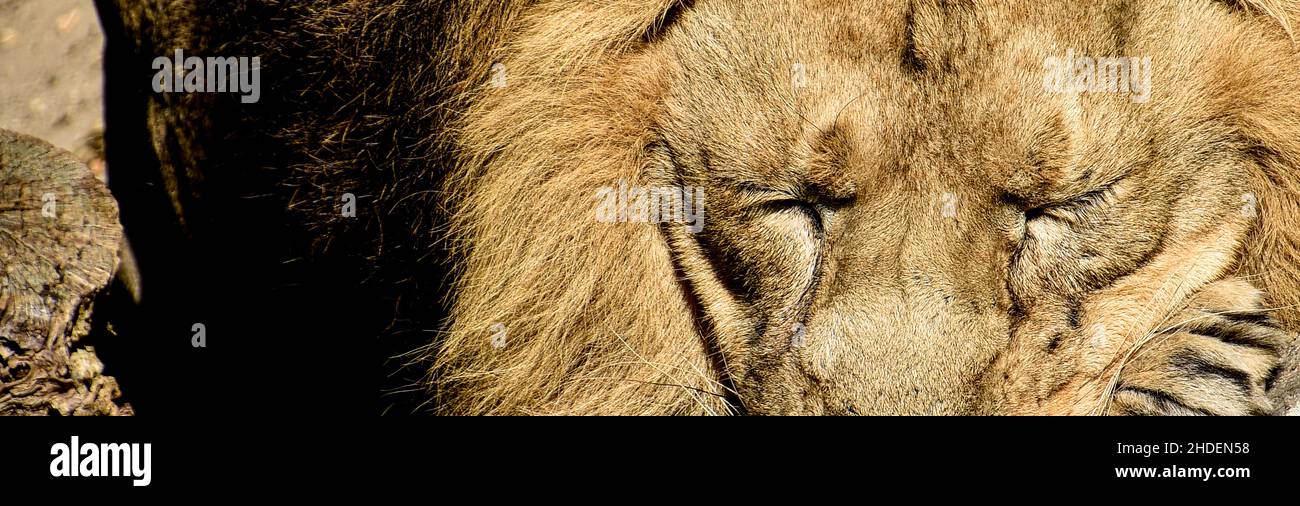 African male leone Baner , Panorama fauna animale isolato Foto Stock