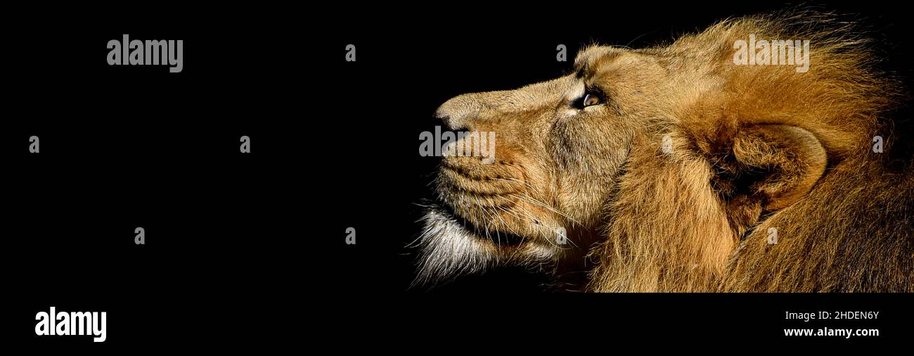 African male leone Baner , Panorama fauna animale isolato Foto Stock