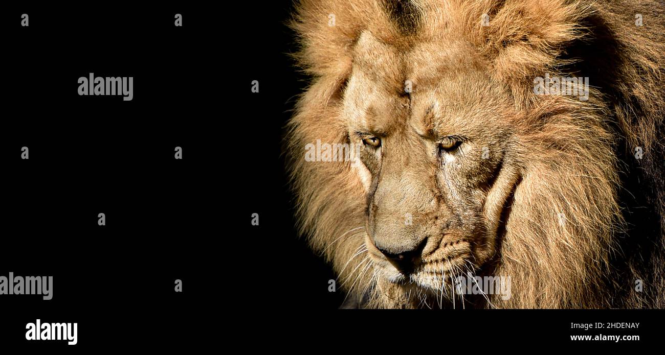 African male leone Baner , Panorama fauna animale isolato Foto Stock