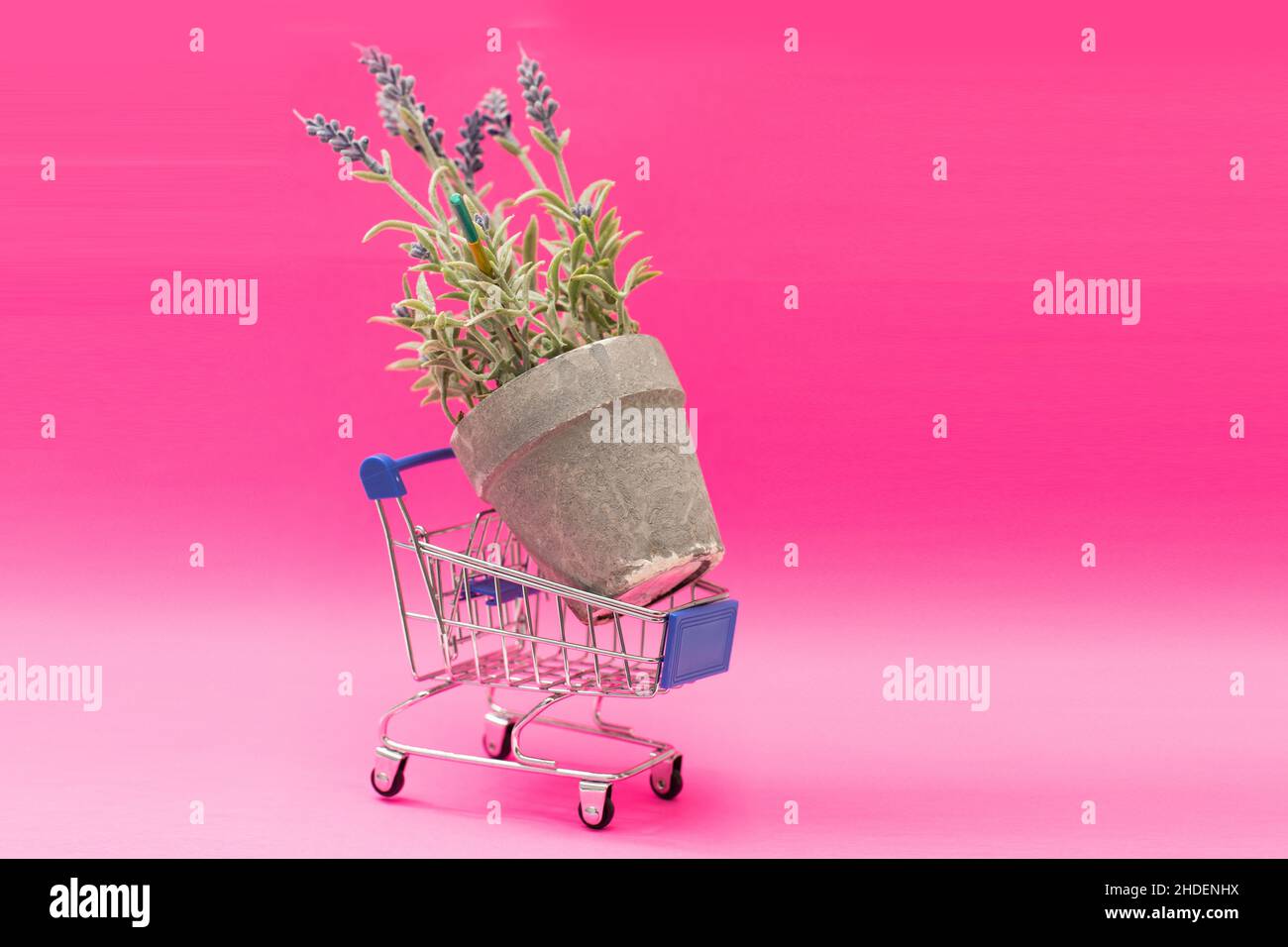 Carrello pieno di fiori viola su sfondo rosa. Concetto di negozio di fiori Foto Stock