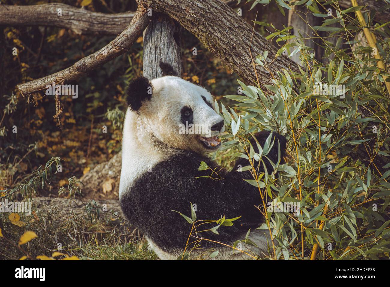 Panda Yang Yang mangia bambù allo Zoo di Schonbrunn Foto Stock