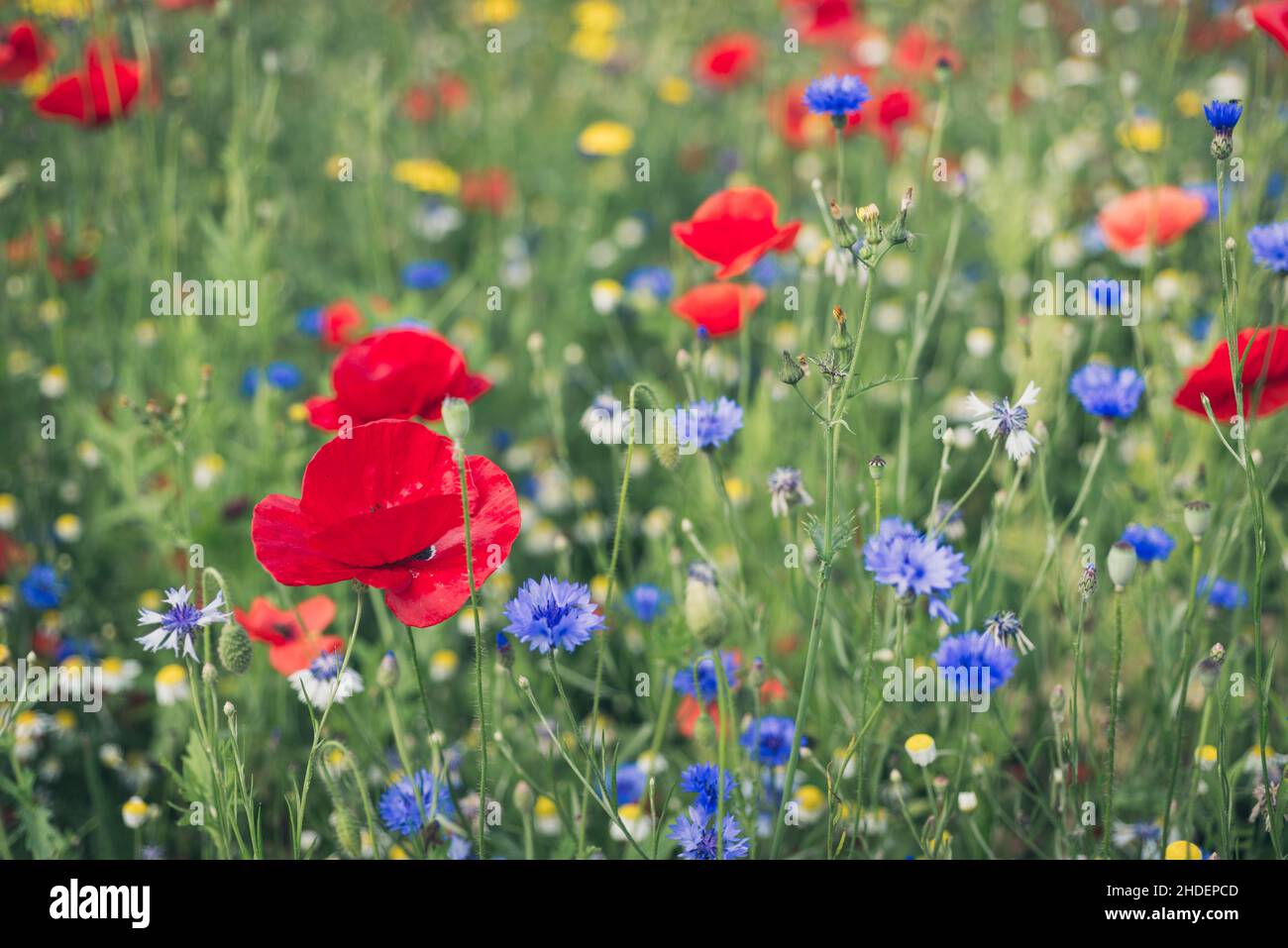 Fiori selvatici in fiore, Gloucestershire, Regno Unito Foto Stock