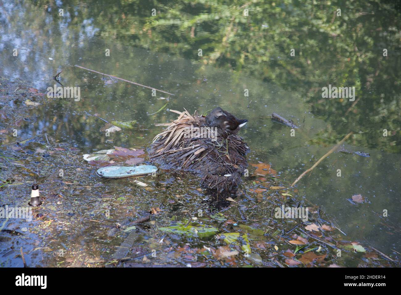 Un moorhen sul canale inquinato di Oxford nel Regno Unito Foto Stock