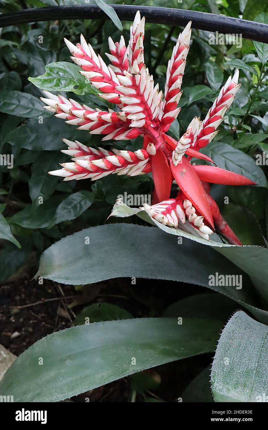 Aechmea x Pepita ‘Elegant Flame’ fiori bianchi conici con grandi crostini rossi e grandi foglie verdi grigie, gennaio, Inghilterra, Regno Unito Foto Stock