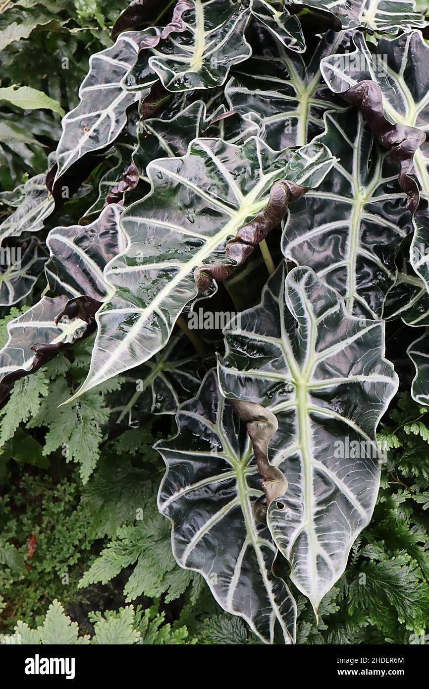 Alocasia x amazonica Ear Amazzonico elefante – molto grande freccia a forma di foglie verde scuro con nervature verde chiaro e margini ondulati, gennaio, Regno Unito Foto Stock