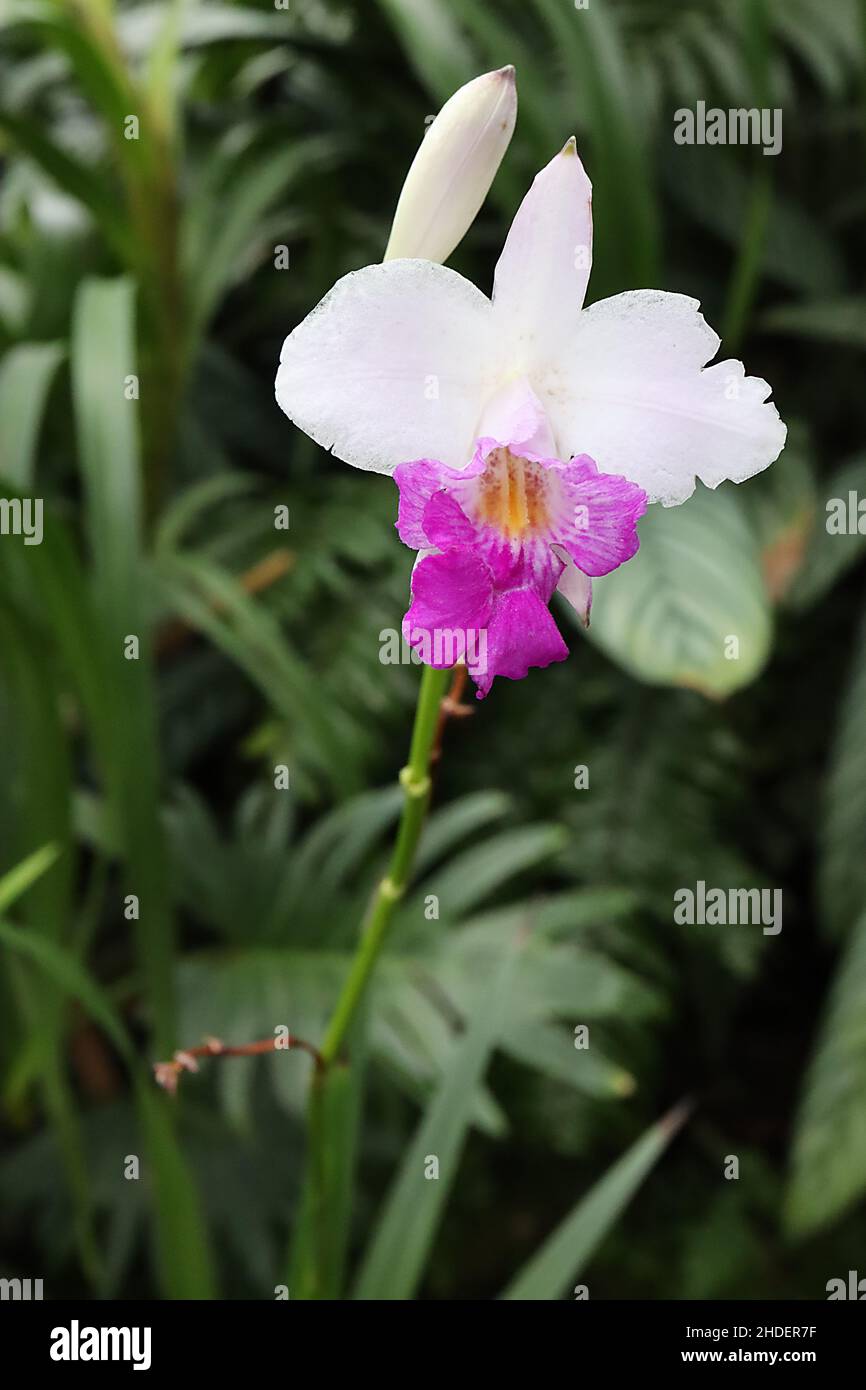 Arundina graminifolia bambù orchidea – tubolare fiori bianchi con labbro viola profondo, foglie lineari di verde medio, steli alti tipo rosso, gennaio, Inghilterra, Regno Unito Foto Stock