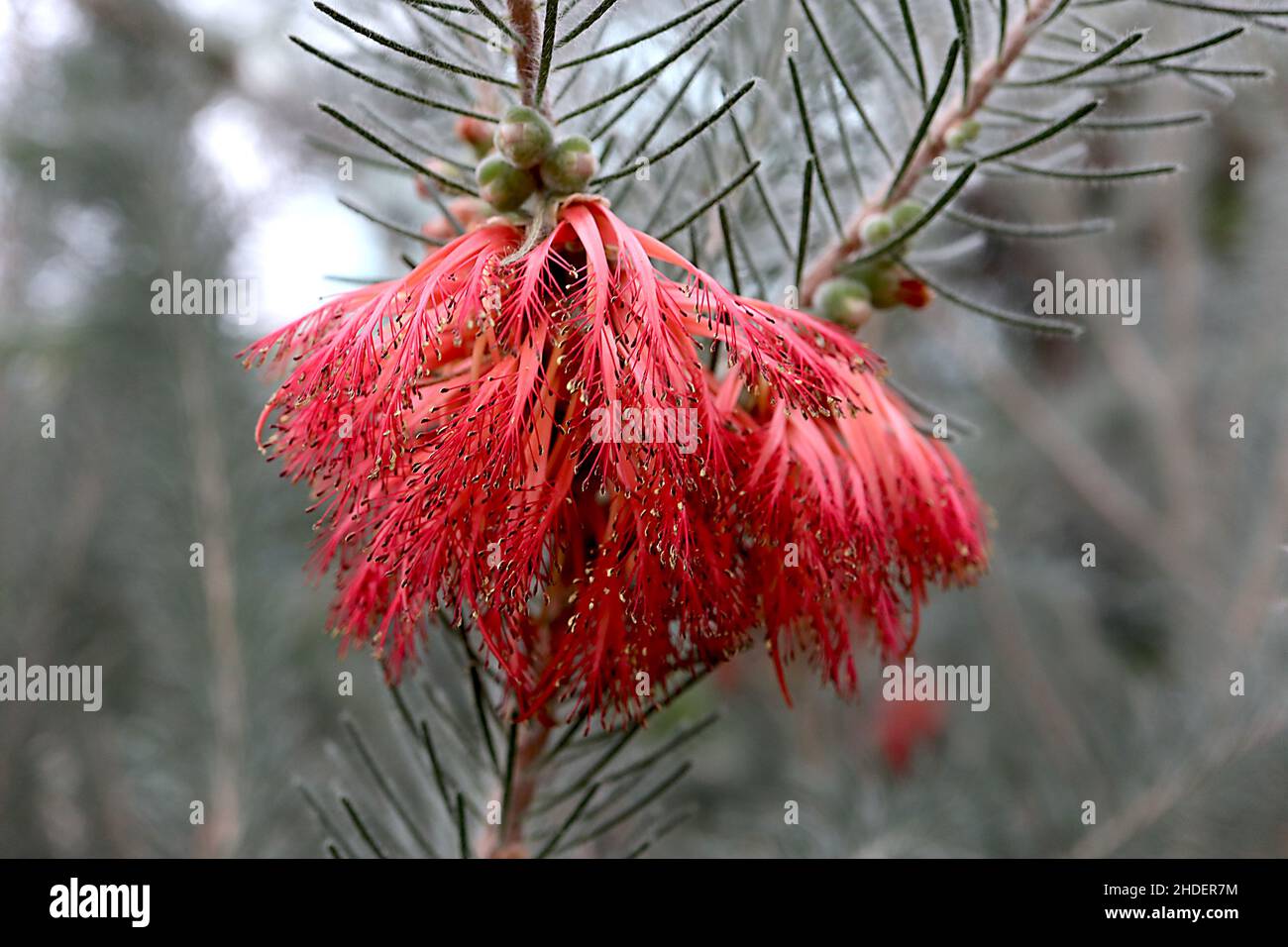 Calothamnus quadrifidus Bottlebrush a un lato – spazzola per bottiglie rossa come fiori e foglie di ago verde grigio peloso, gennaio, Inghilterra, Regno Unito Foto Stock