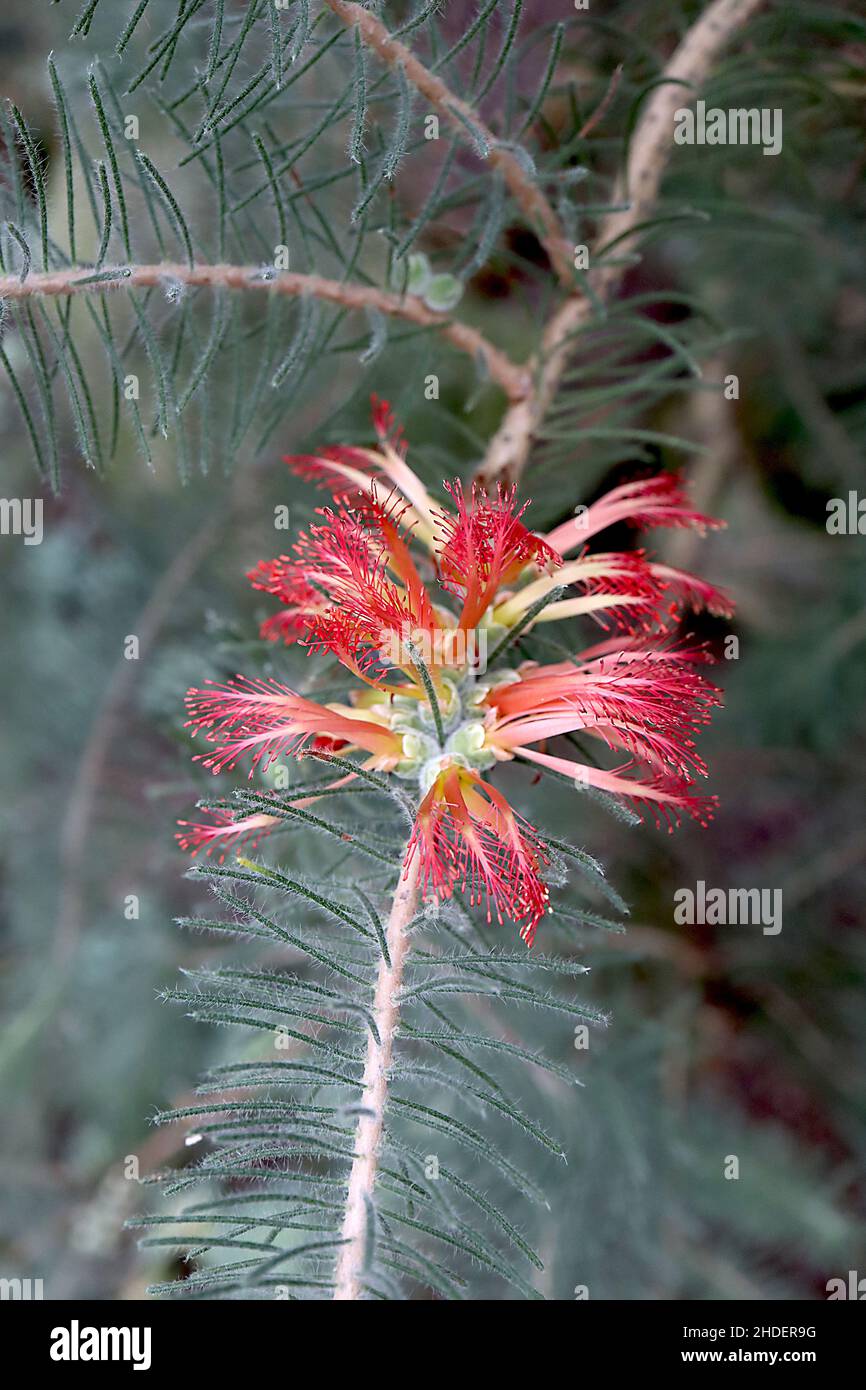 Calothamnus quadrifidus Bottlebrush a un lato – spazzola per bottiglie rossa come fiori e foglie di ago verde grigio peloso, gennaio, Inghilterra, Regno Unito Foto Stock