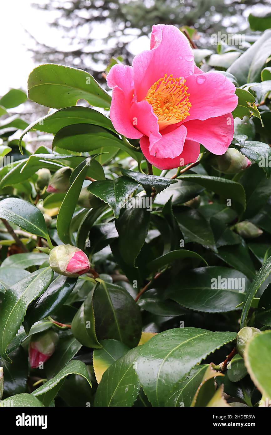 Camellia sasanqua ‘Kanjiro’ sasanqua Kanjiro – fiori rosa profondi a forma di tazza e foglie verdi scure ovali lucide, gennaio, Inghilterra, Regno Unito Foto Stock