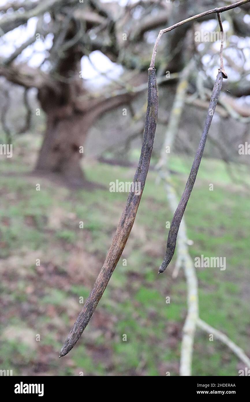Catalpa bignonioides albero di fagioli indiani – lunghi baccelli di fagioli marroni scuri sottili, rami nudi, gennaio, Inghilterra, Regno Unito Foto Stock