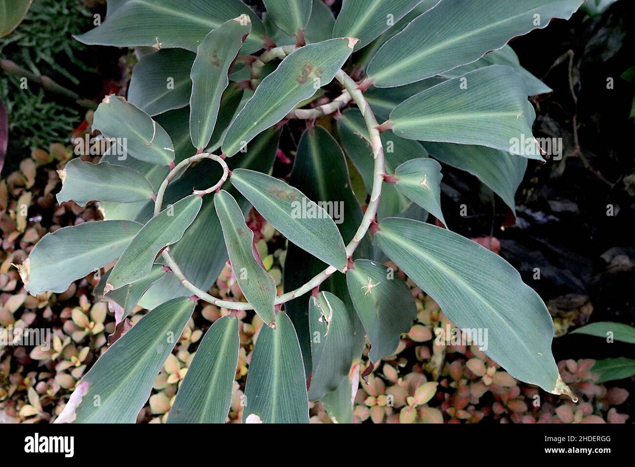 Costus speciosus crepe zenzero - grandi foglie di colore verde ellittico lungo il gambo della spirale, gennaio, Inghilterra, Regno Unito Foto Stock