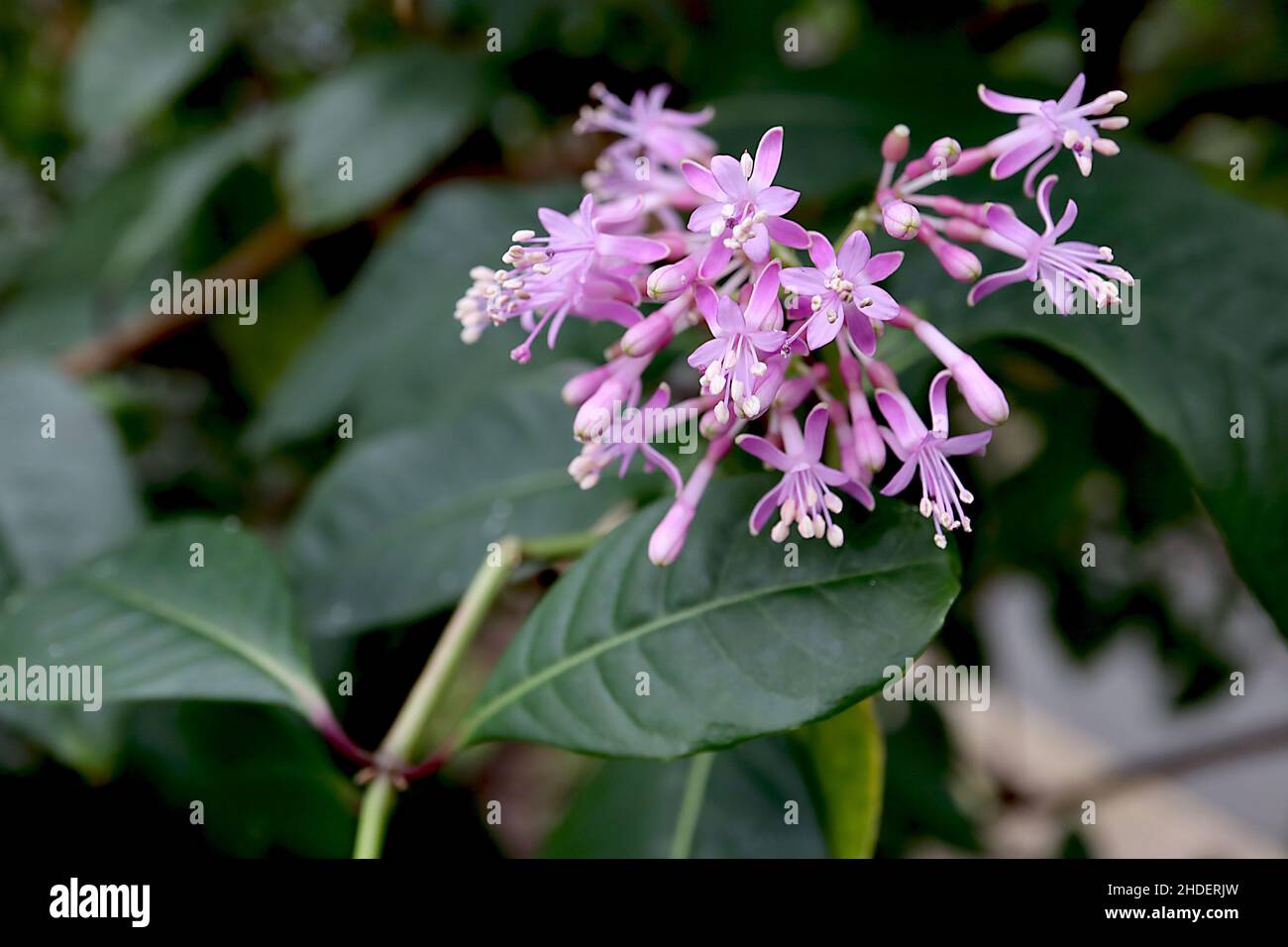 Fucsia arborescens albero fucsia – stella-a forma di fiori rosa chiaro e ellittico verde scuro lucido foglie, gennaio, Inghilterra, Regno Unito Foto Stock