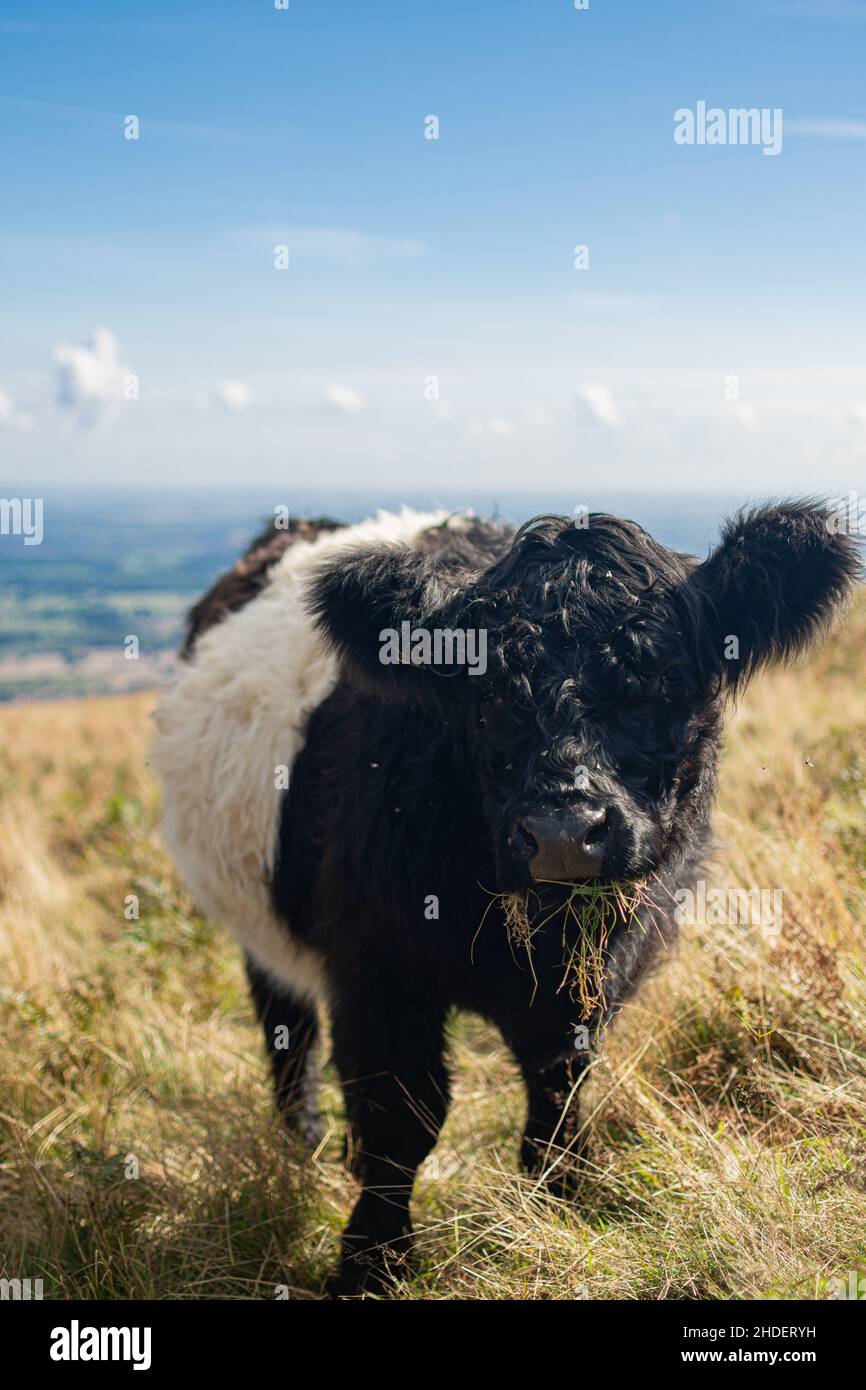 Soffice mucca bianca e nera che guarda alla macchina fotografica e mangiare Foto Stock