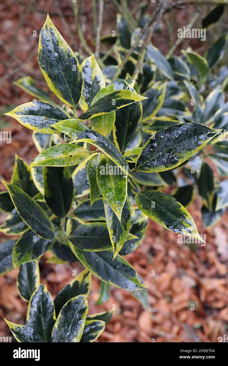 Ilex aquifolium Aurifodina agrifoglio Aurifodina – foglie lucide di colore verde scuro con margini di crema e punta spinosa, gennaio, Inghilterra, Regno Unito Foto Stock