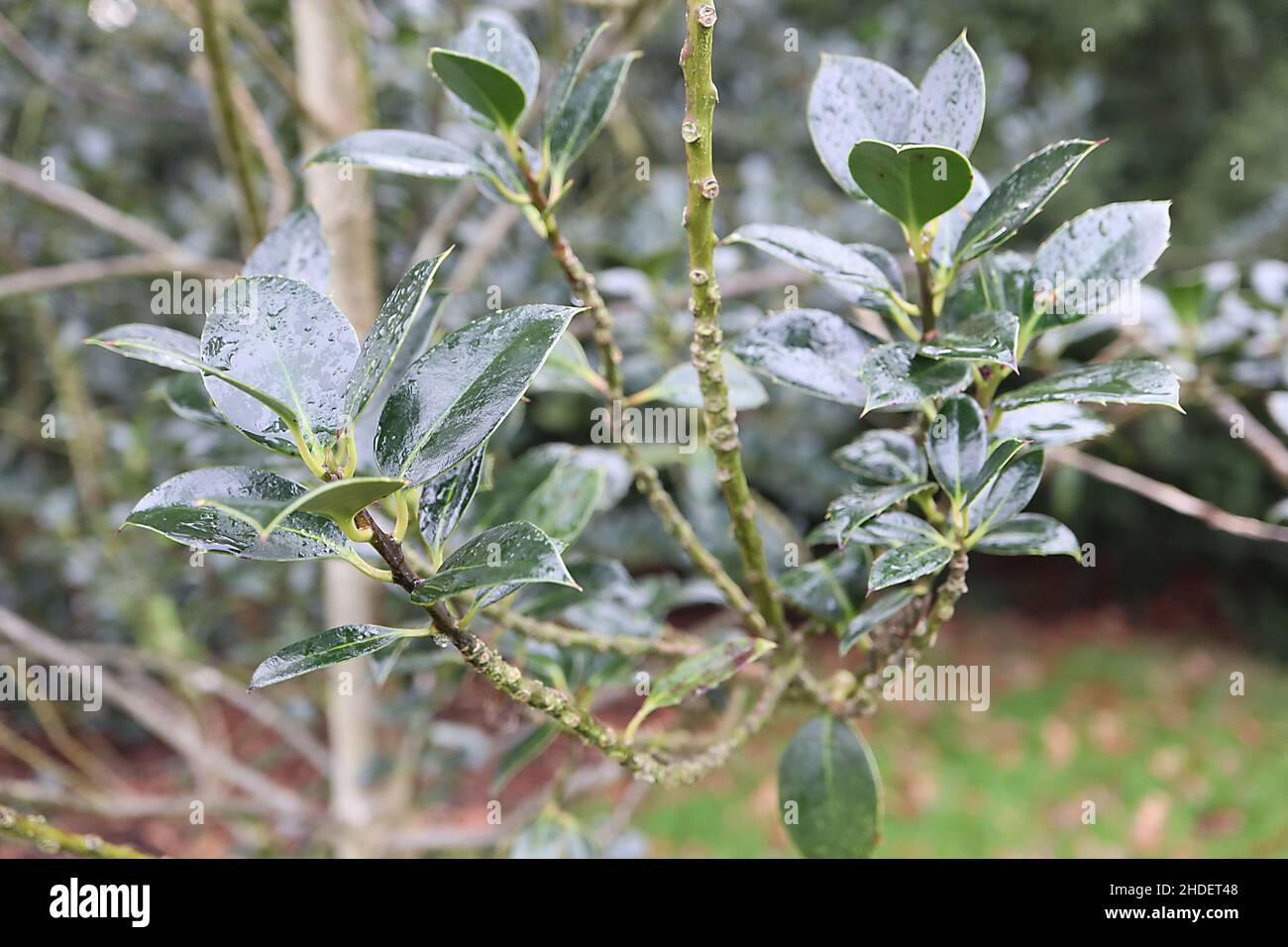 Ilex aquifolium ‘Ciliata Major’ agrifoglio Ciliata Major – foglie di verde scuro lucido con punte rivolte in avanti, gennaio, Inghilterra, Regno Unito Foto Stock