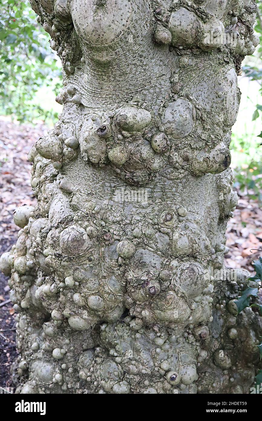 Ilex aquifolium «Ciliata Major» Holly Ciliata Major - coralli circolari e corteccia snocciolata, gennaio, Inghilterra, Regno Unito Foto Stock