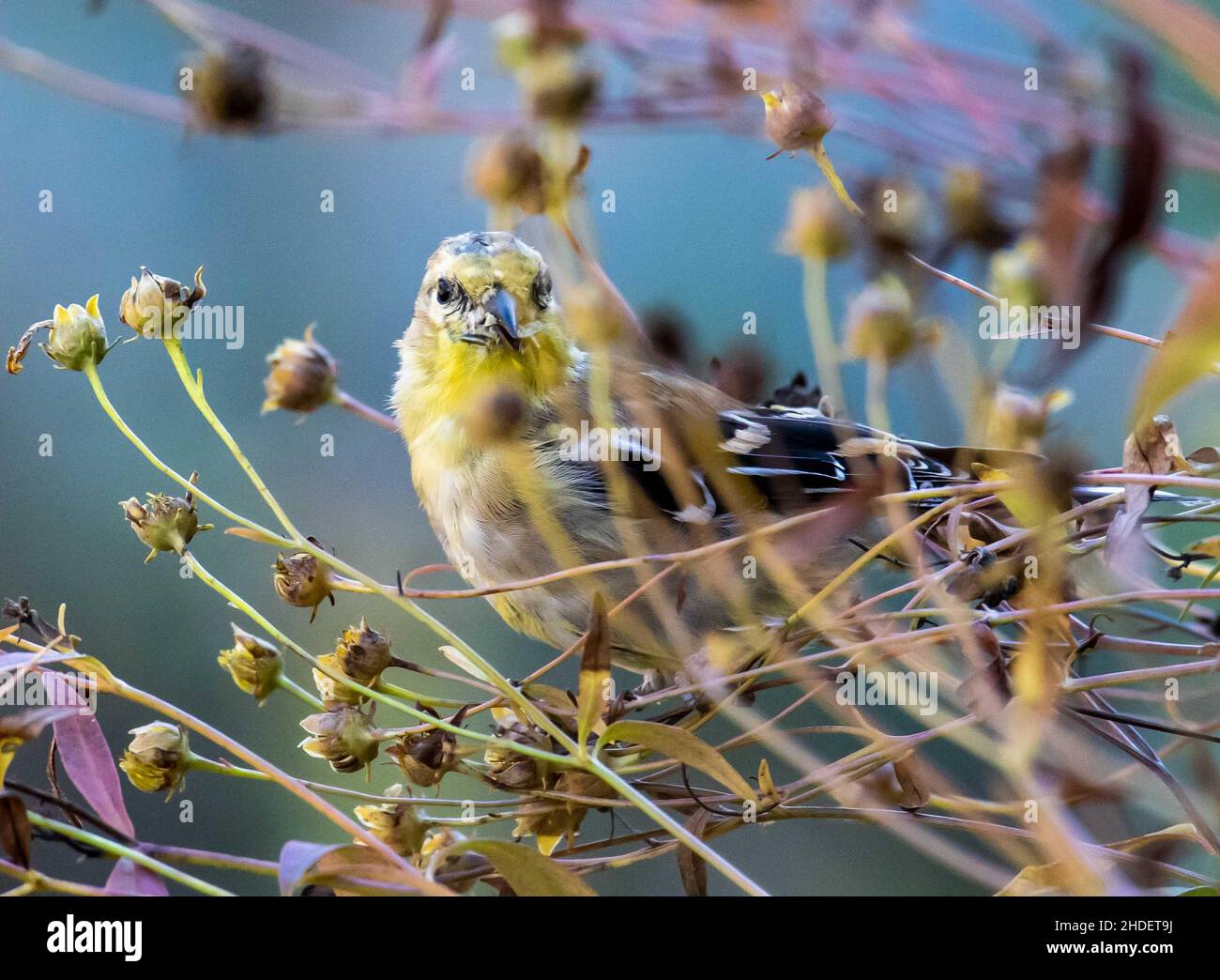 Fuoco selettivo dell'uccello del Finch che si aggirano sui rami dell'albero nel selvaggio Foto Stock
