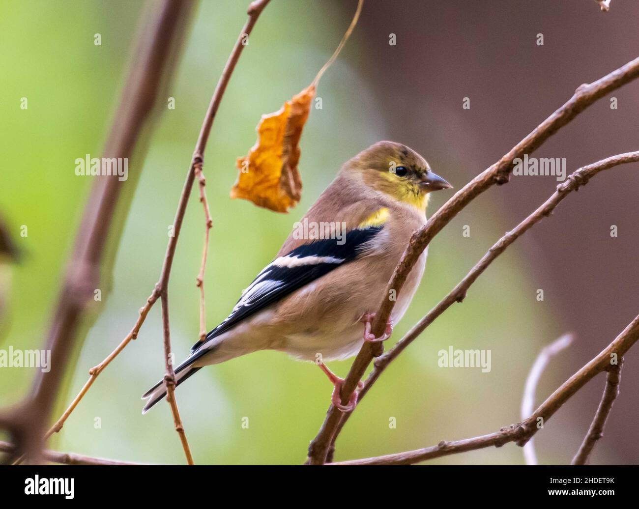Fuoco selettivo dell'uccello del Finch che si aggirano sui rami dell'albero nel selvaggio Foto Stock