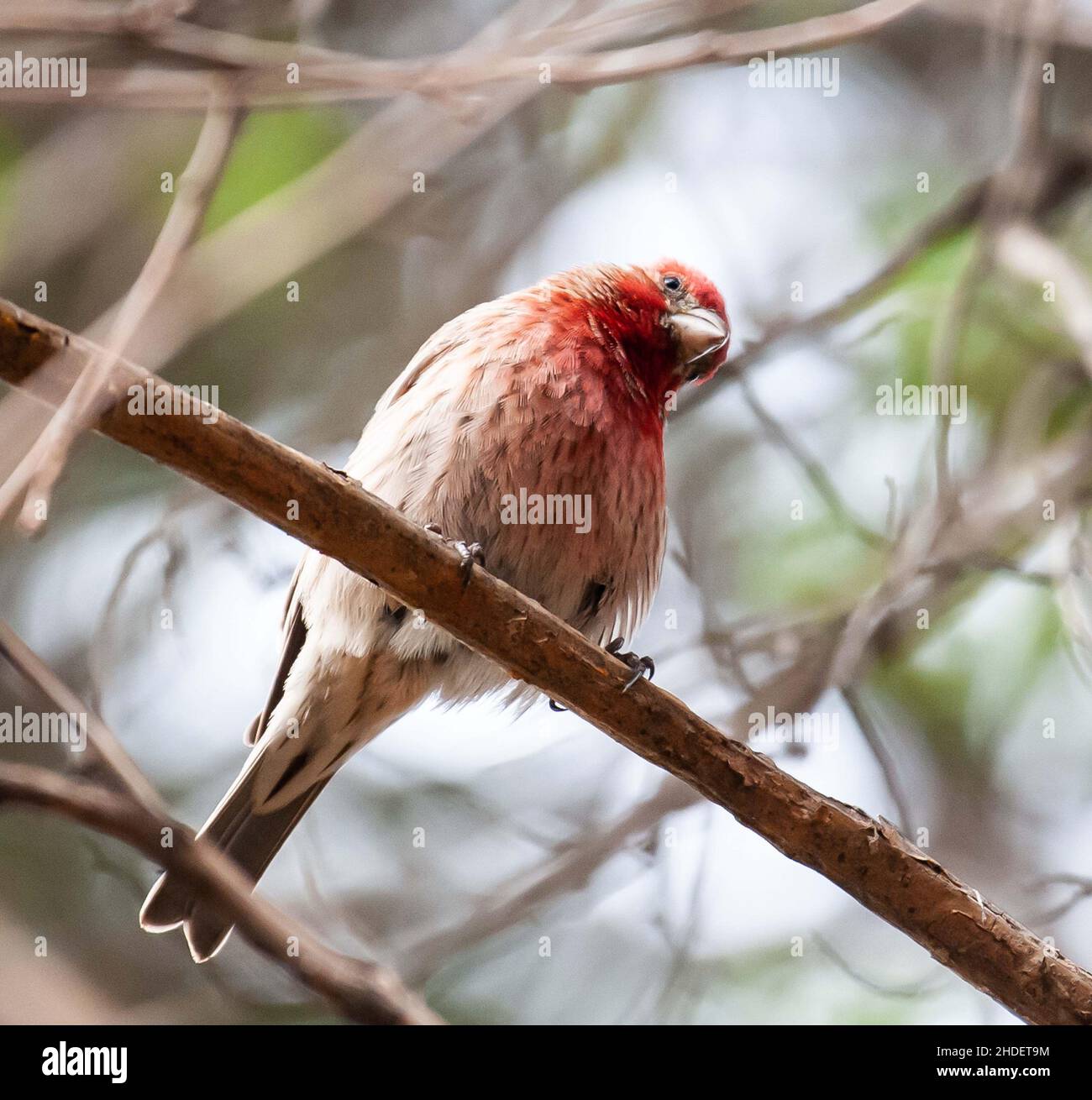 Fuoco selettivo dell'uccello del Finch che si aggirano sul ramo dell'albero nel selvaggio Foto Stock