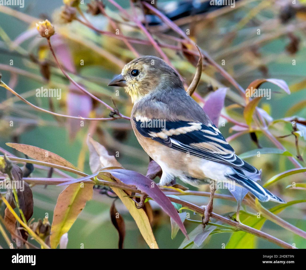 Fuoco selettivo dell'uccello del Finch che si aggirano sui rami dell'albero nel selvaggio Foto Stock