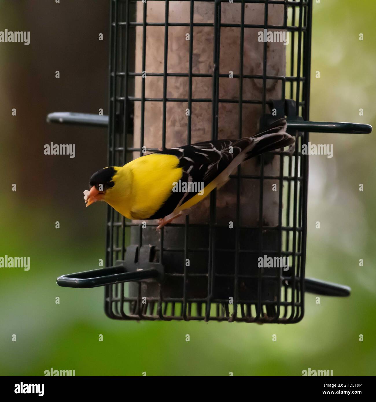 Fuoco selettivo dell'uccello del Finch che si aggirano sull'alimentatore dell'uccello nel selvaggio Foto Stock