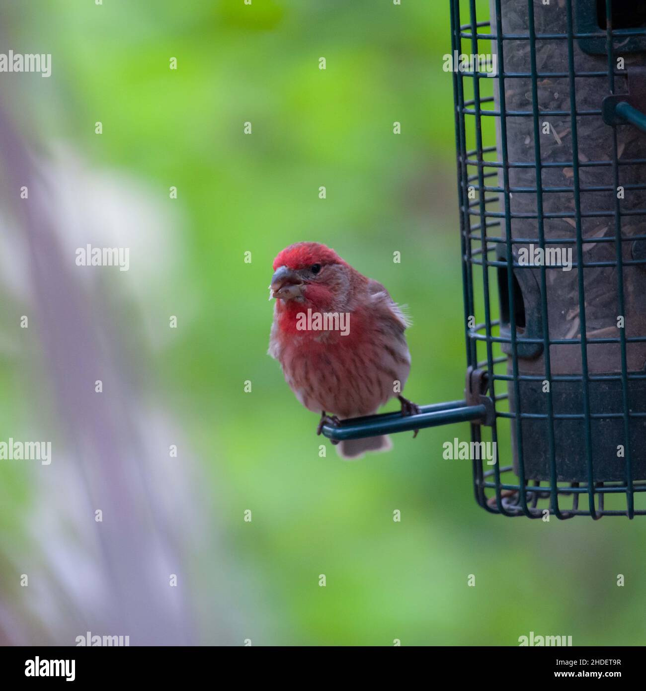 Fuoco selettivo dell'uccello del Finch che si aggirano sull'alimentatore dell'uccello nel selvaggio Foto Stock