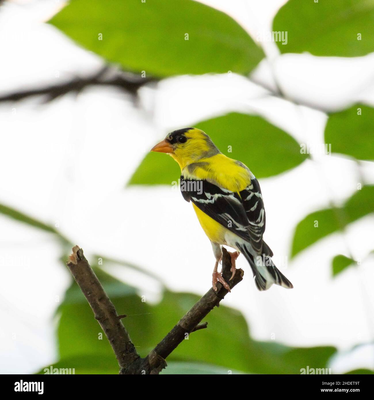 Fuoco selettivo dell'uccello del Finch che si aggirano sui rami dell'albero nel selvaggio Foto Stock