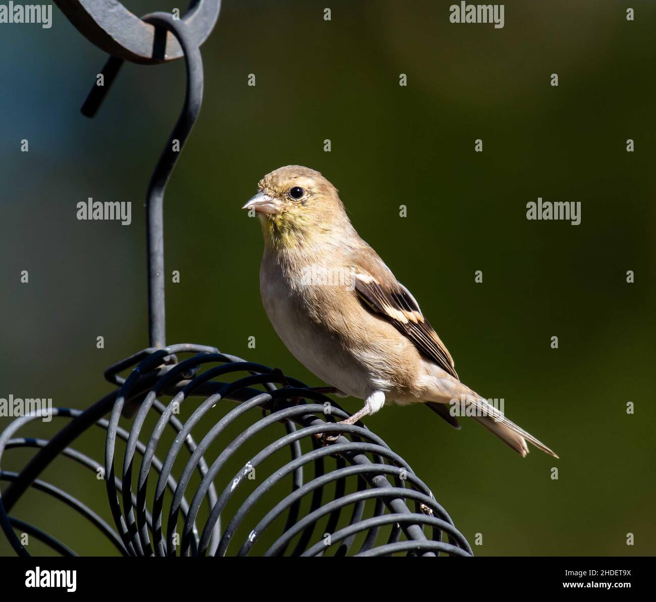 Fuoco selettivo dell'uccello del Finch che si aggirano sull'alimentatore dell'uccello nel selvaggio Foto Stock