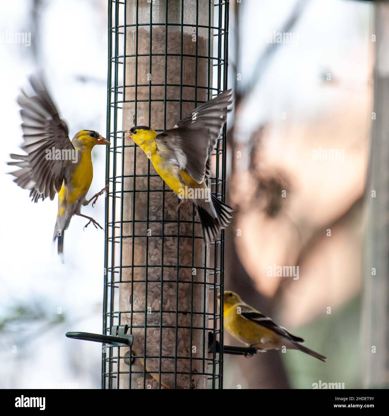 Fuoco selettivo degli uccelli del Finch che si aggirano sull'alimentatore di uccelli nel selvaggio Foto Stock