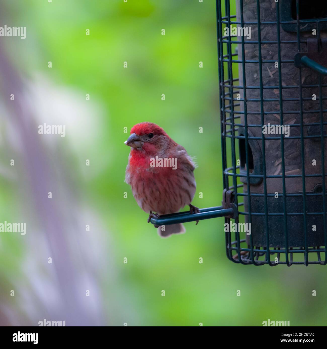 Fuoco selettivo dell'uccello del Finch che si aggirano sull'alimentatore dell'uccello nel selvaggio Foto Stock