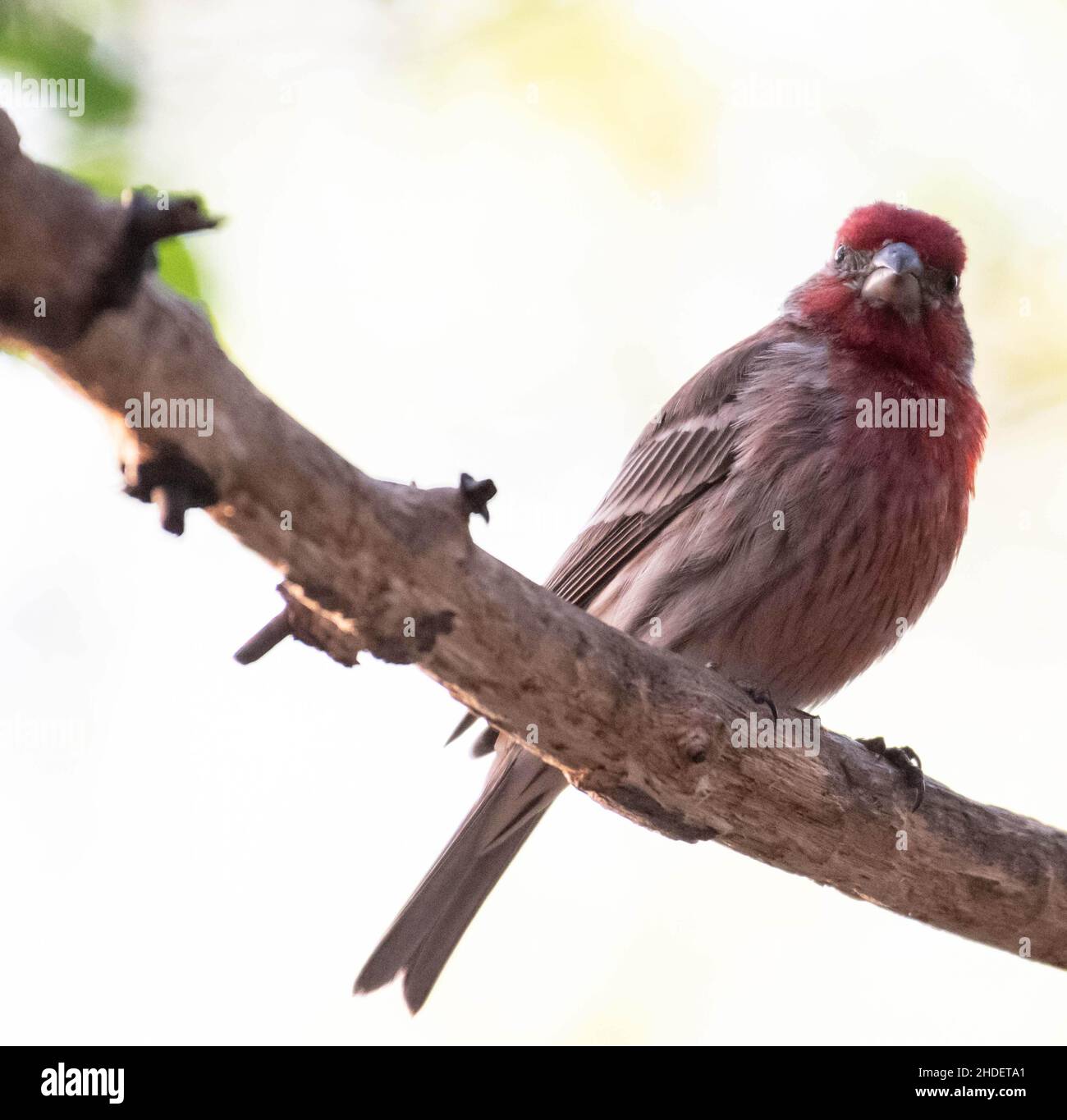 Fuoco selettivo dell'uccello del Finch che si aggirano sul ramo dell'albero nel selvaggio Foto Stock