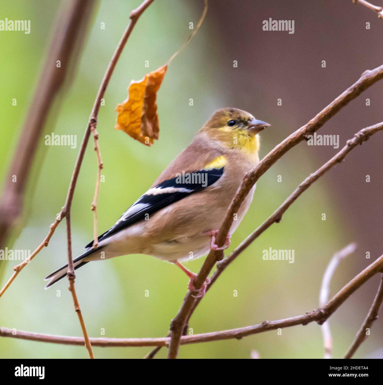 Fuoco selettivo dell'uccello del Finch che si aggirano sui rami dell'albero nel selvaggio Foto Stock