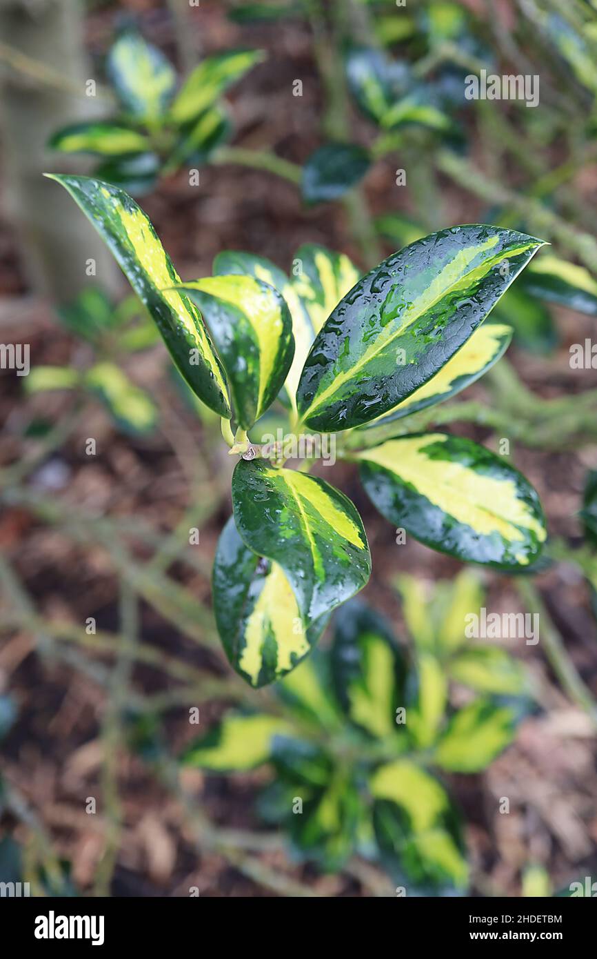 Ilex aquifolium ‘Gold Flash’ Holly Gold Flash – foglie ellittiche di verde scuro con oro e spruzzi di verde medio, gennaio, Inghilterra, Regno Unito Foto Stock