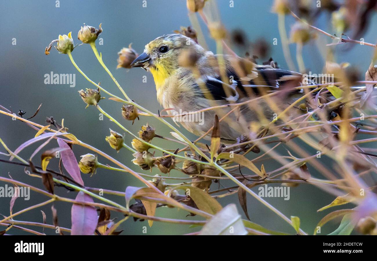 Fuoco selettivo dell'uccello del Finch che si aggirano sui rami dell'albero nel selvaggio Foto Stock