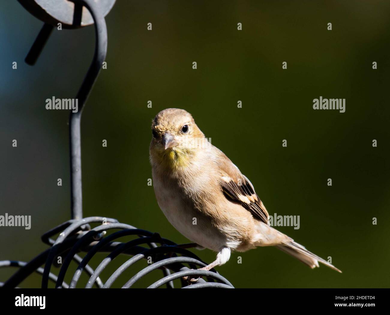 Fuoco selettivo dell'uccello del Finch che si aggirano sull'alimentatore dell'uccello nel selvaggio Foto Stock