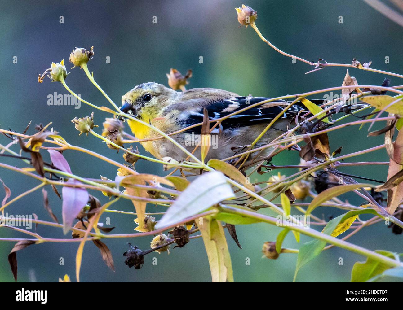 Fuoco selettivo dell'uccello del Finch che si aggirano sui rami dell'albero nel selvaggio Foto Stock