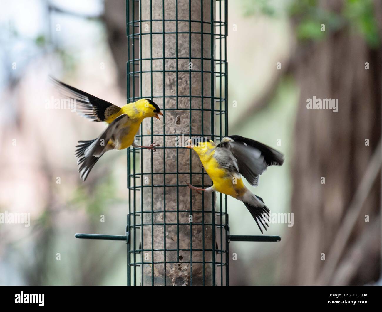 Fuoco selettivo degli uccelli del Finch che si aggirano sull'alimentatore di uccelli nel selvaggio Foto Stock