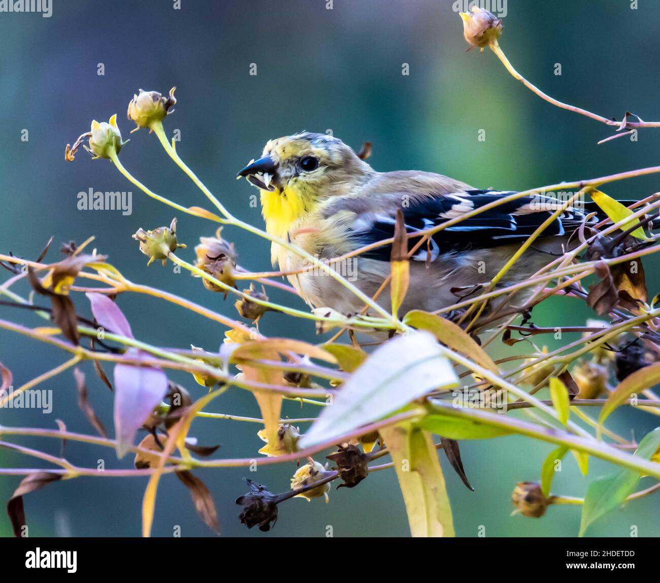 Fuoco selettivo dell'uccello del Finch che si aggirano sui rami dell'albero nel selvaggio Foto Stock