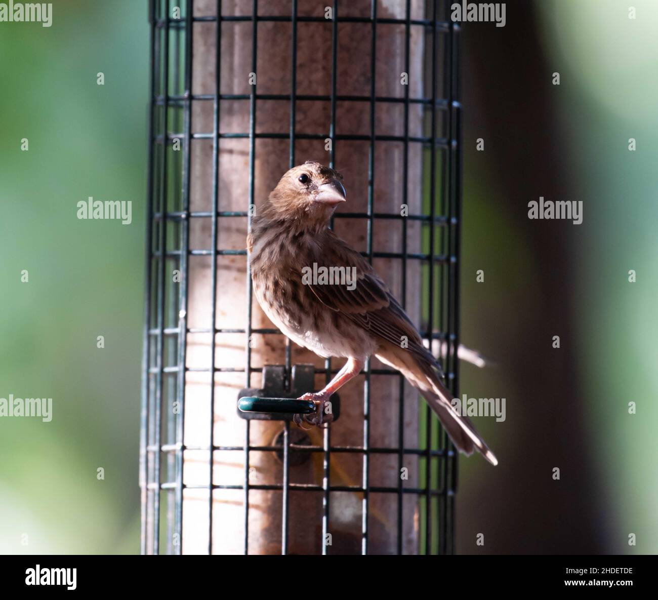 Fuoco selettivo dell'uccello del Finch che si aggirano sull'alimentatore dell'uccello nel selvaggio Foto Stock