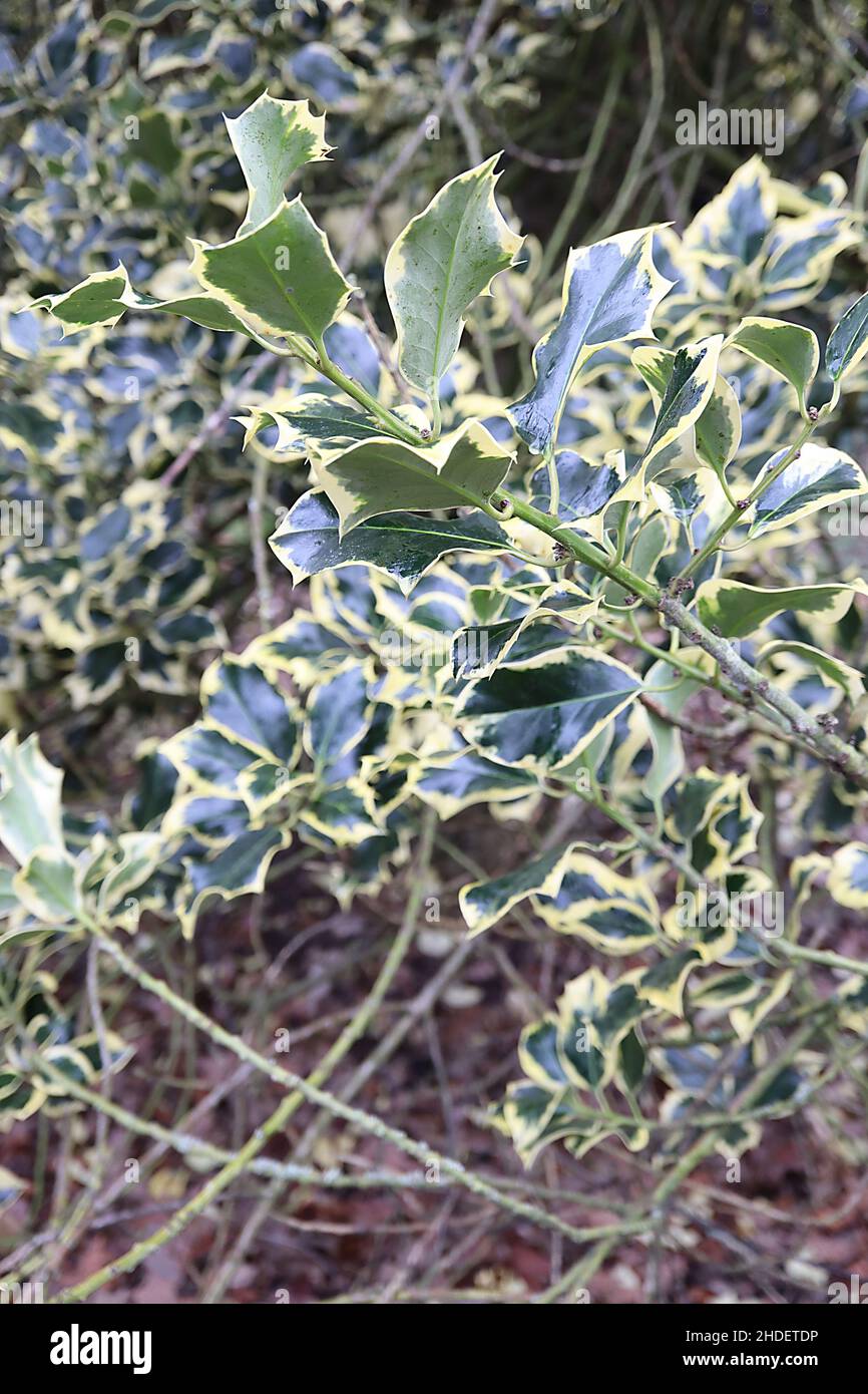 Ilex aquifolium ‘Golden Queen’ Holly Golden Queen - foglie di verde scuro, costola verde pallido e margini di crema spiky, gennaio, Inghilterra, Regno Unito Foto Stock