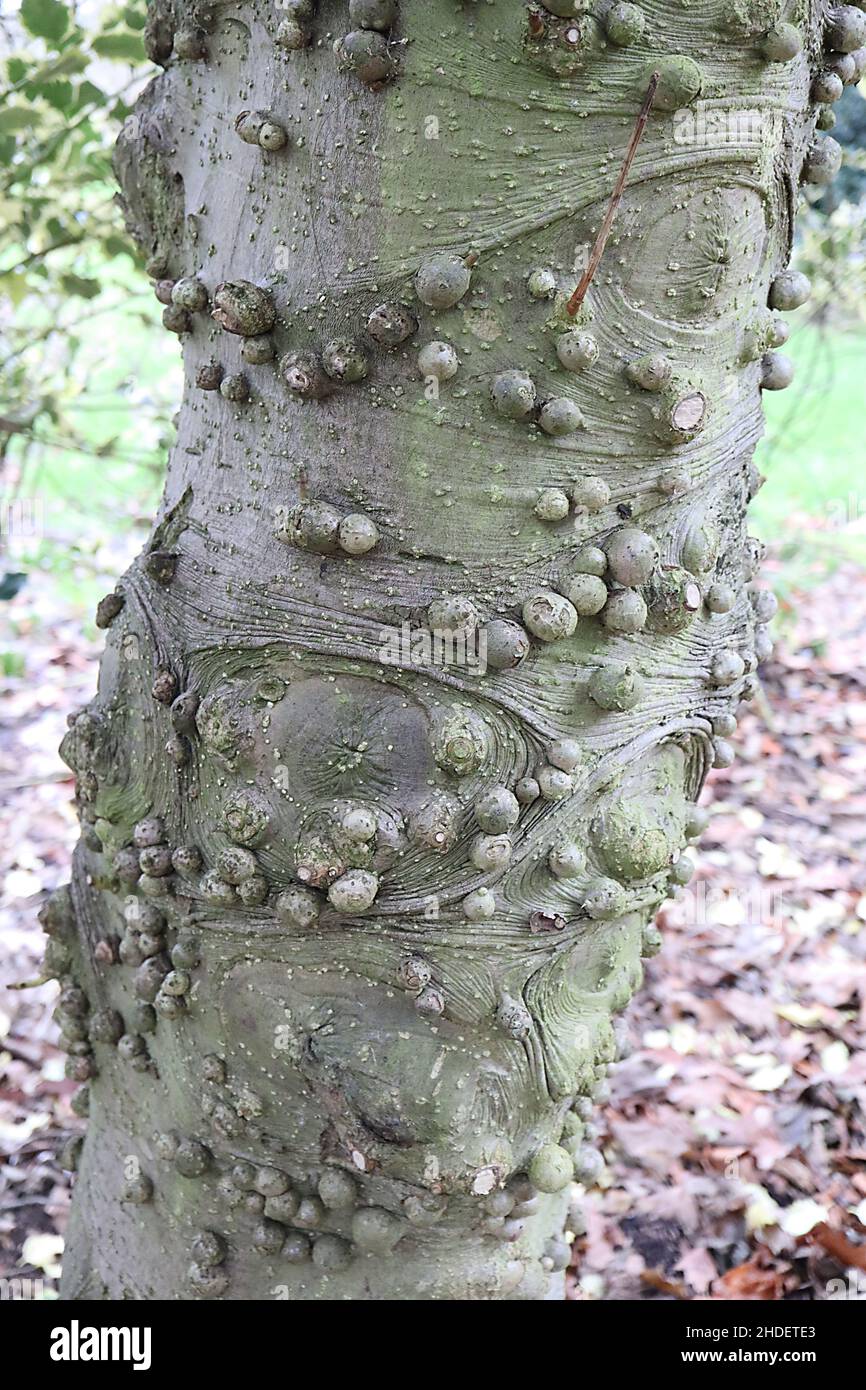 Ilex aquifolium ‘Golden Queen’ Holly Golden Queen – corteccia grigia con fiocchi e bolle circolari, gennaio, Inghilterra, Regno Unito Foto Stock