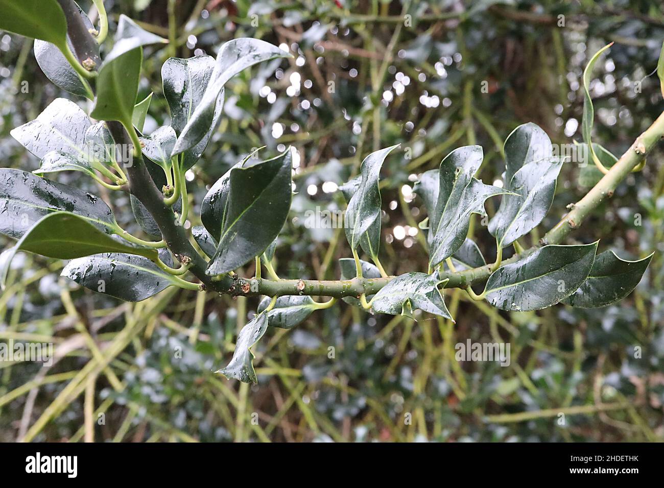 Ilex aquifolium «Latisfina» Holly Latisfina – foglie lucide di colore verde scuro con margini ritorti e gialli, gennaio, Inghilterra, Regno Unito Foto Stock