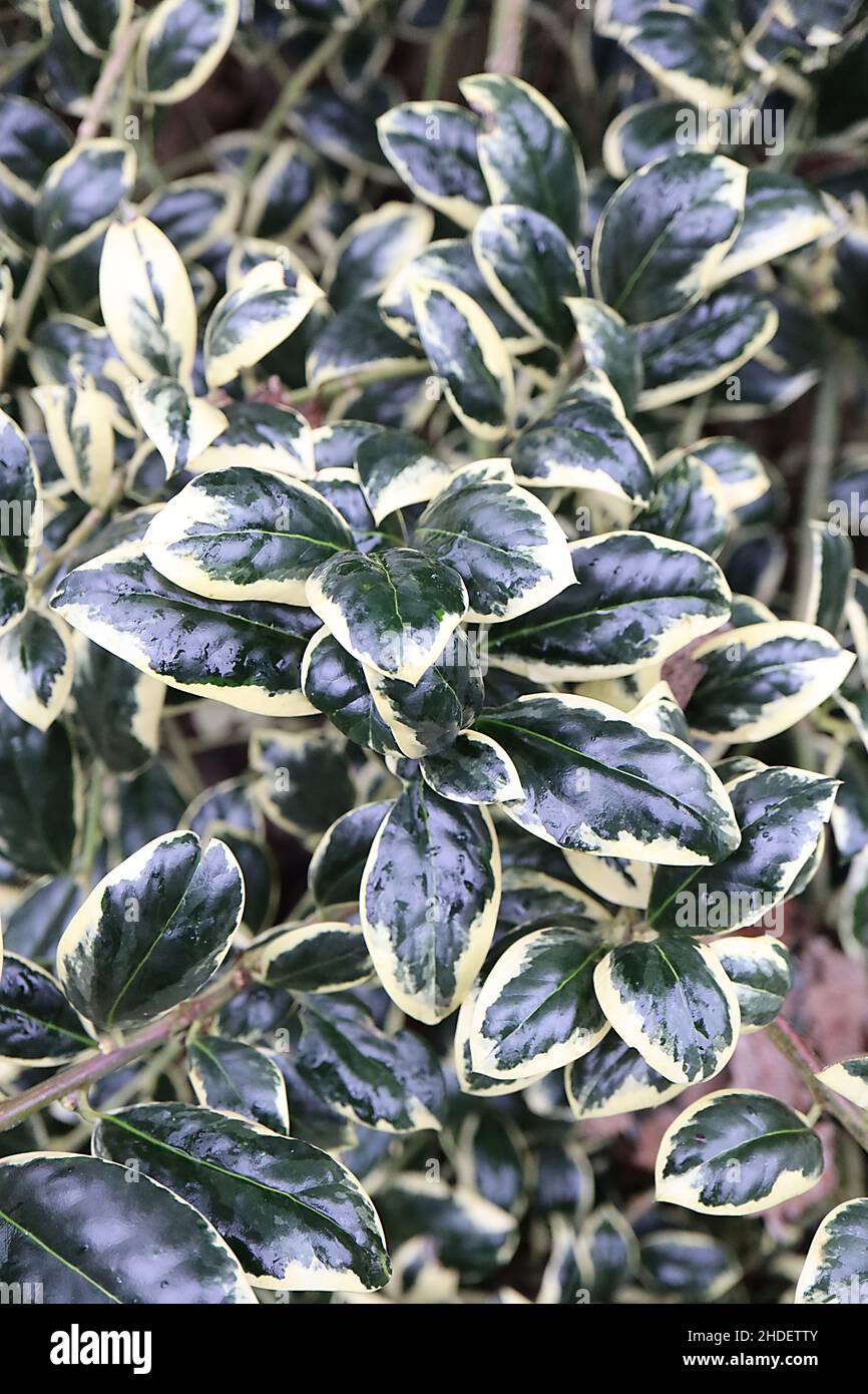 Ilex aquifolium ‘Silver Van Tol’ Holly Silver Van Tol – foglie di verde scuro ricurve con margini di crema pallido, gennaio, Inghilterra, Regno Unito Foto Stock
