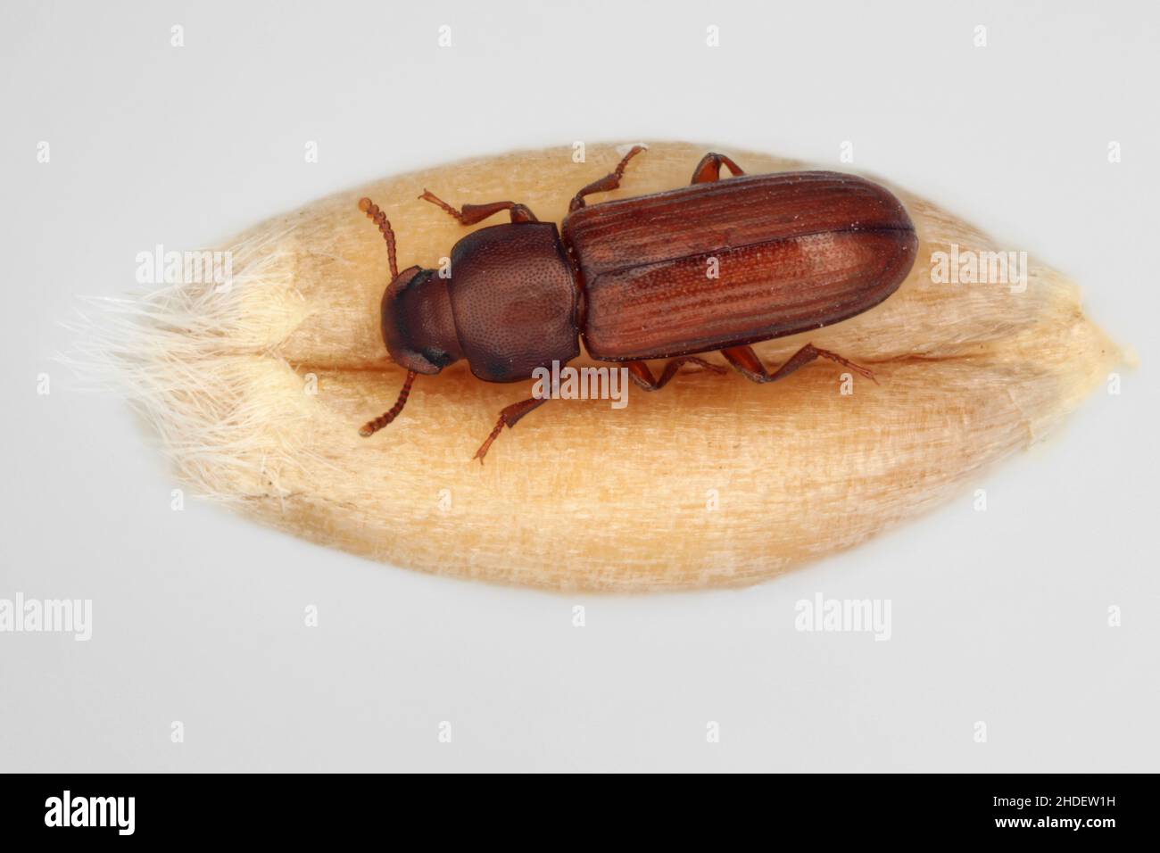 Il confuso coleottero di farina Triflolium confusum è un tipo di coleottero scuro noto come coleottero di farina, è un insetto comune di peste in negozi e case Foto Stock