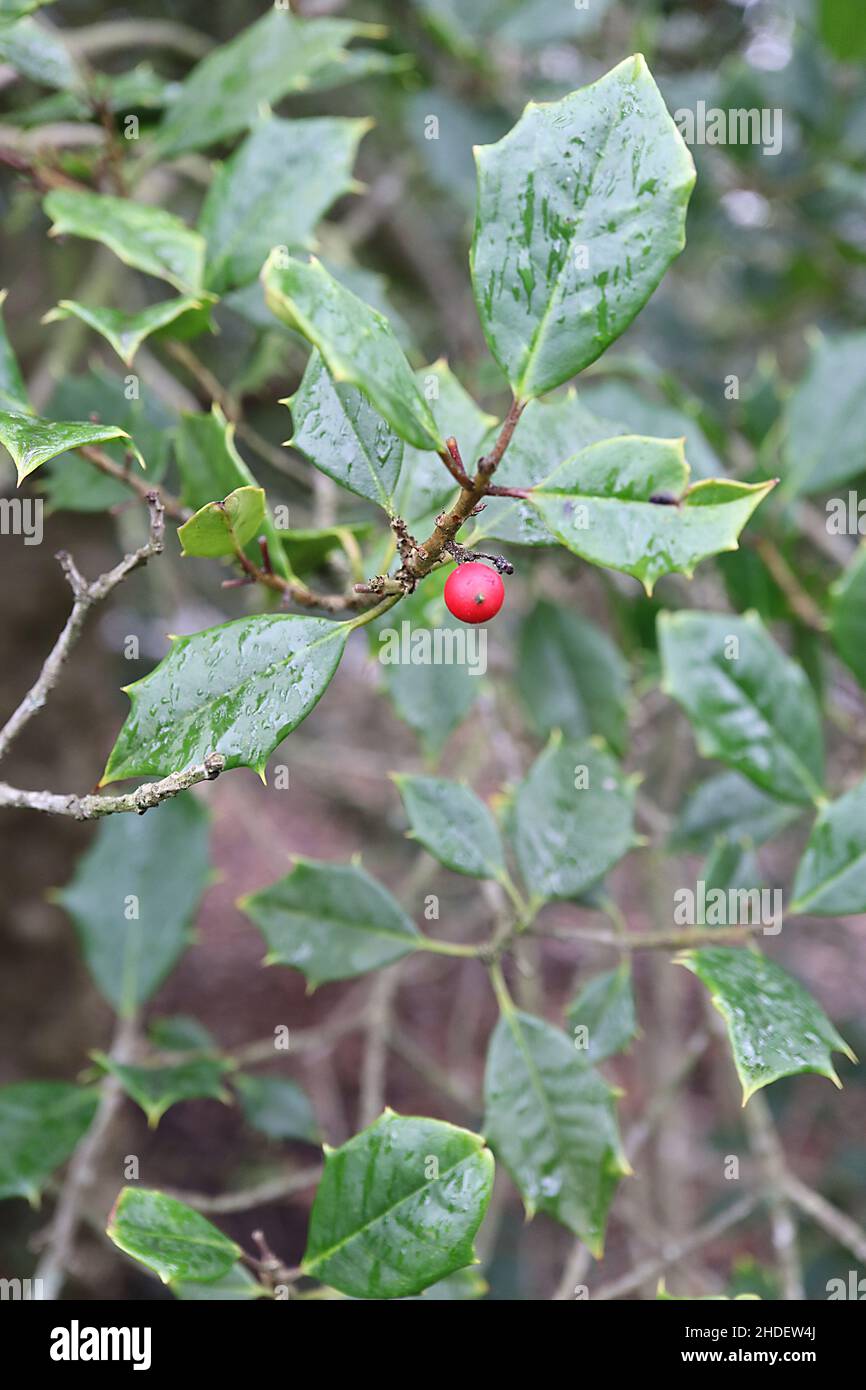 Ilex opaca American Holly – bacche rosse e foglie di verde medio opaco con margini spinosi, gennaio, Inghilterra, Regno Unito Foto Stock